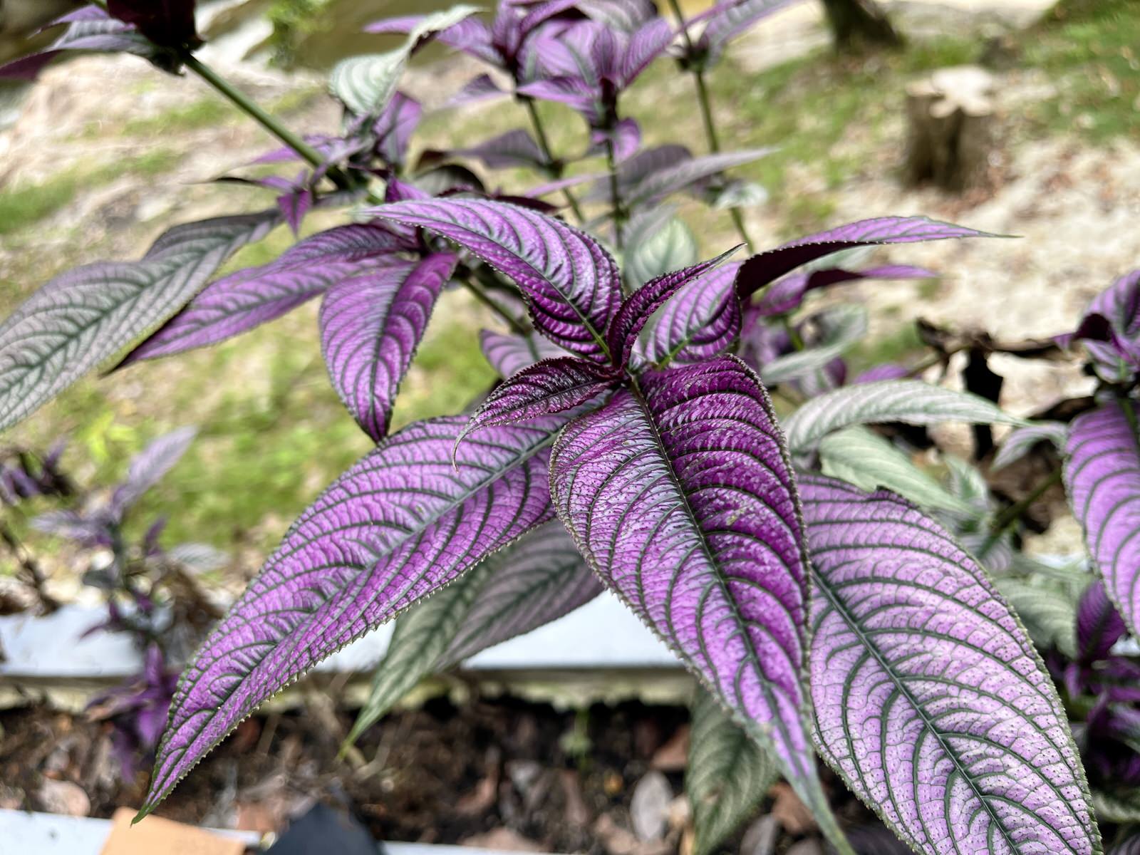 Strobilanthes dyerianus